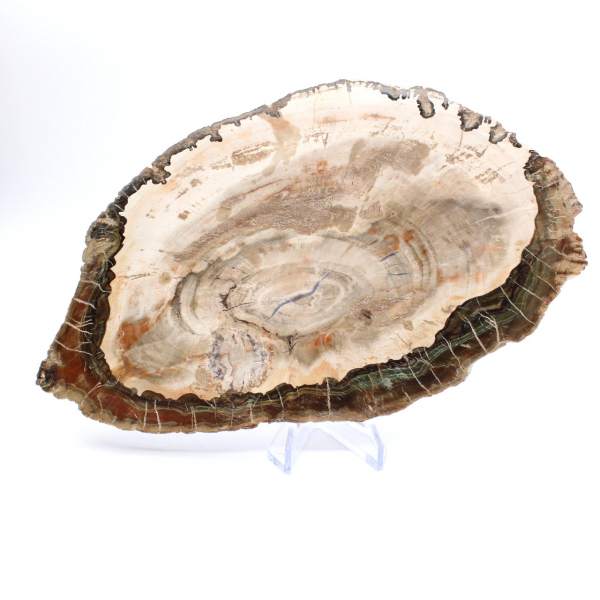 Förstenat trä (skiva), polerat samlarobjekt, fossil från Madagaskar Förstenat trä (skiva), polerat samlarobjekt, fossil från Madagaskar