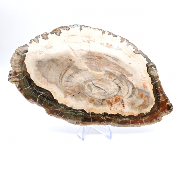 Förstenat trä (skiva), polerat samlarobjekt, fossil från Madagaskar Förstenat trä (skiva), polerat samlarobjekt, fossil från Madagaskar