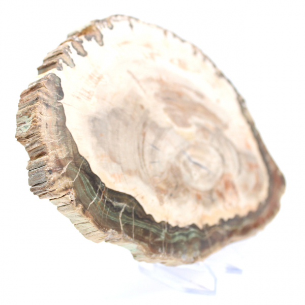 Förstenat trä (skiva), polerat samlarobjekt, fossil från Madagaskar Förstenat trä (skiva), polerat samlarobjekt, fossil från Madagaskar