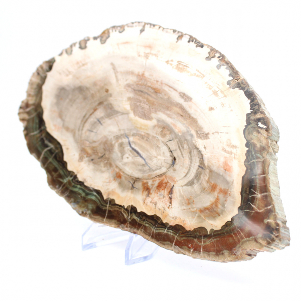 Förstenat trä (skiva), polerat samlarobjekt, fossil från Madagaskar Förstenat trä (skiva), polerat samlarobjekt, fossil från Madagaskar