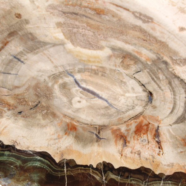 Förstenat trä (skiva), polerat samlarobjekt, fossil från Madagaskar Förstenat trä (skiva), polerat samlarobjekt, fossil från Madagaskar