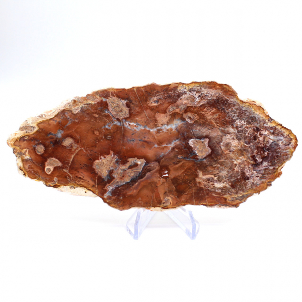 Polerad förstenad träskiva, liten fossilprydnad, Madagaskar Polerad förstenad träskiva, liten fossilprydnad, Madagaskar