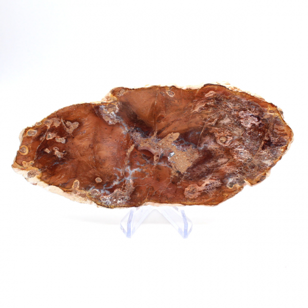 Polerad förstenad träskiva, liten fossilprydnad, Madagaskar Polerad förstenad träskiva, liten fossilprydnad, Madagaskar