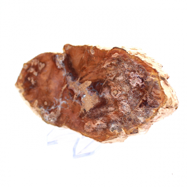 Polerad förstenad träskiva, liten fossilprydnad, Madagaskar Polerad förstenad träskiva, liten fossilprydnad, Madagaskar