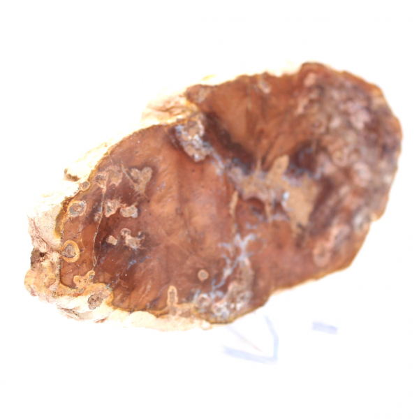 Polerad förstenad träskiva, liten fossilprydnad, Madagaskar Polerad förstenad träskiva, liten fossilprydnad, Madagaskar