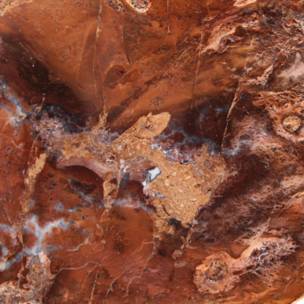 Polerad förstenad träskiva, liten fossilprydnad, Madagaskar Polerad förstenad träskiva, liten fossilprydnad, Madagaskar