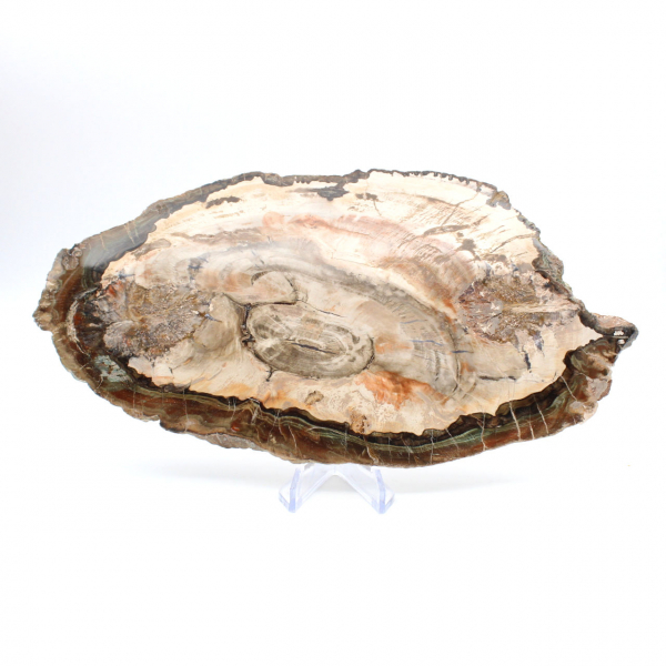 Fossiliserad polerad träskiva, prestigefyllt dekorativt exemplar, Madagaskar Fossiliserad polerad träskiva, prestigefyllt dekorativt exemplar, Madagaskar