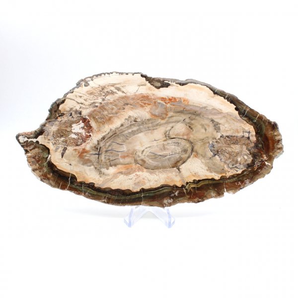 Fossiliserad polerad träskiva, prestigefyllt dekorativt exemplar, Madagaskar Fossiliserad polerad träskiva, prestigefyllt dekorativt exemplar, Madagaskar