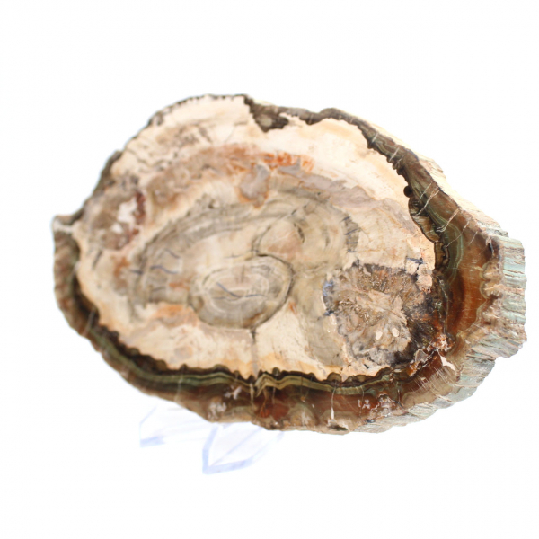Fossiliserad polerad träskiva, prestigefyllt dekorativt exemplar, Madagaskar Fossiliserad polerad träskiva, prestigefyllt dekorativt exemplar, Madagaskar
