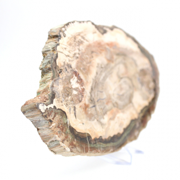 Fossiliserad polerad träskiva, prestigefyllt dekorativt exemplar, Madagaskar Fossiliserad polerad träskiva, prestigefyllt dekorativt exemplar, Madagaskar