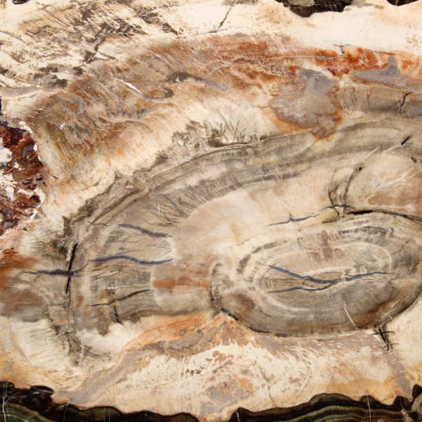 Fossiliserad polerad träskiva, prestigefyllt dekorativt exemplar, Madagaskar Fossiliserad polerad träskiva, prestigefyllt dekorativt exemplar, Madagaskar