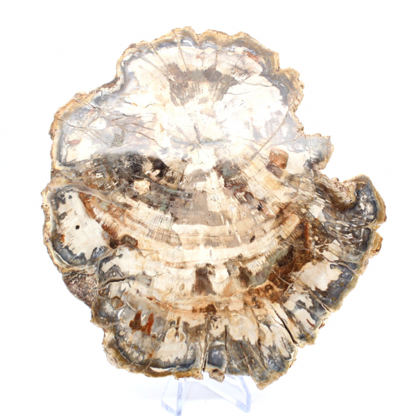 Polerad förstenad träskiva, trädfossil, Madagaskar-samling Polerad förstenad träskiva, trädfossil, Madagaskar-samling