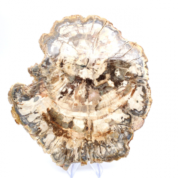 Polerad förstenad träskiva, trädfossil, Madagaskar-samling Polerad förstenad träskiva, trädfossil, Madagaskar-samling