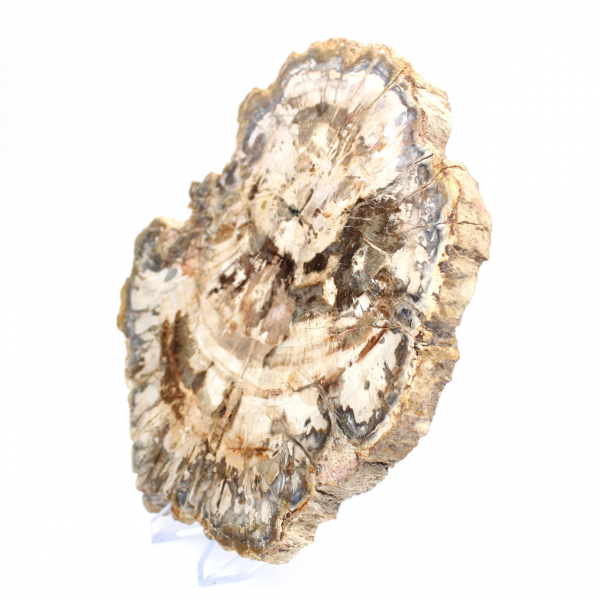 Polerad förstenad träskiva, trädfossil, Madagaskar-samling Polerad förstenad träskiva, trädfossil, Madagaskar-samling