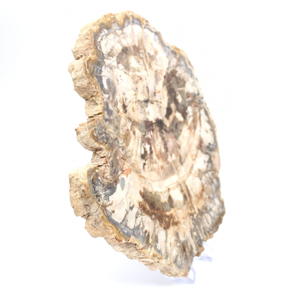 Polerad förstenad träskiva, trädfossil, Madagaskar-samling Polerad förstenad träskiva, trädfossil, Madagaskar-samling