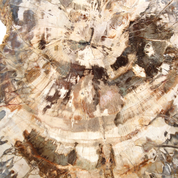 Polerad förstenad träskiva, trädfossil, Madagaskar-samling Polerad förstenad träskiva, trädfossil, Madagaskar-samling