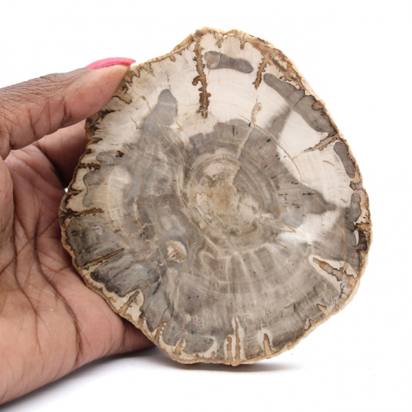 Polerad förstenad träskiva, liten fossilprydnad, Madagaskar Polerad förstenad träskiva, liten fossilprydnad, Madagaskar