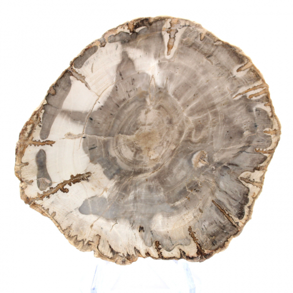 Mini polerad förstenad träskiva, litet samlarfossil, Madagaskar Mini polerad förstenad träskiva, litet samlarfossil, Madagaskar