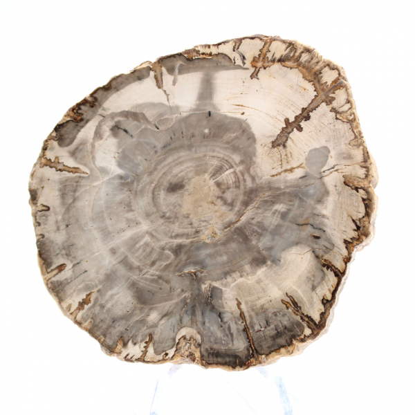 Mini polerad förstenad träskiva, litet samlarfossil, Madagaskar Mini polerad förstenad träskiva, litet samlarfossil, Madagaskar