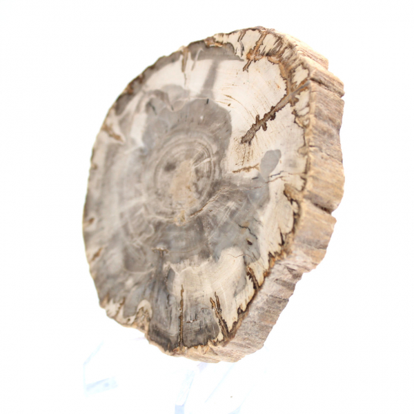 Mini polerad förstenad träskiva, litet samlarfossil, Madagaskar Mini polerad förstenad träskiva, litet samlarfossil, Madagaskar