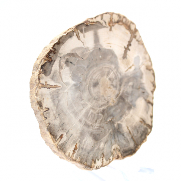 Mini polerad förstenad träskiva, litet samlarfossil, Madagaskar Mini polerad förstenad träskiva, litet samlarfossil, Madagaskar