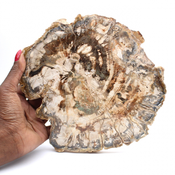 Stor skiva av polerat fossiliserat trä, unik prydnad, Madagaskar
