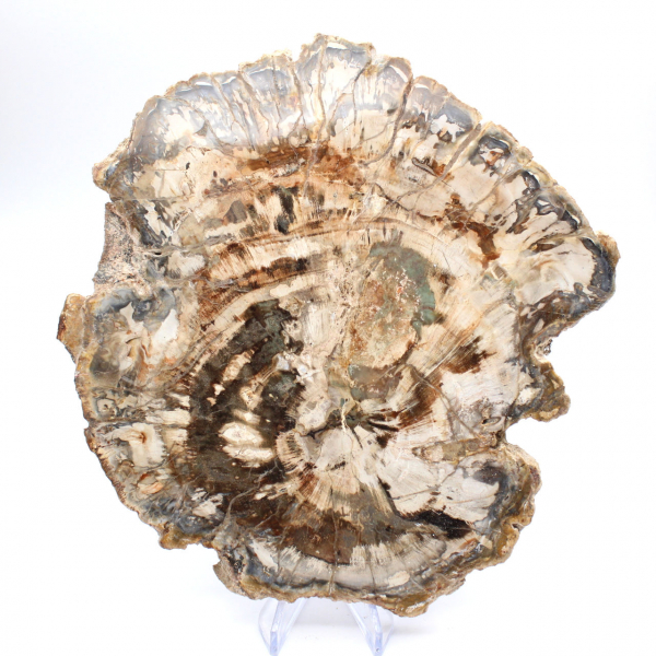 Stor skiva av polerat fossiliserat trä, unik prydnad, Madagaskar