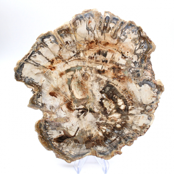 Stor skiva av polerat fossiliserat trä, unik prydnad, Madagaskar