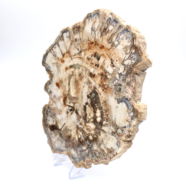 Stor skiva av polerat fossiliserat trä, unik prydnad, Madagaskar