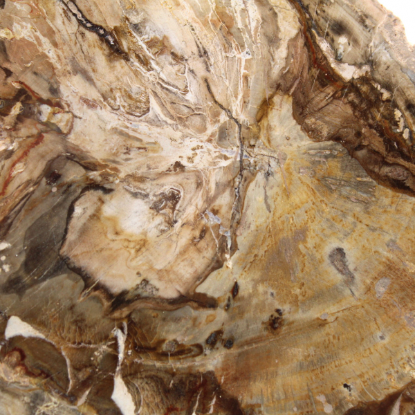 Litet polerat förstenat träprov, dekorativ fossilskiva, Madagaskar Litet polerat förstenat träprov, dekorativ fossilskiva, Madagaskar