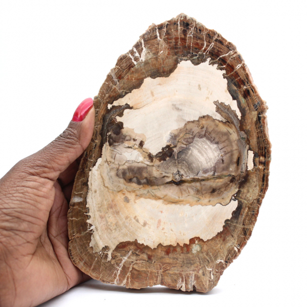 Polerad fossil träskiva, karaktärsdekoration, Madagaskar