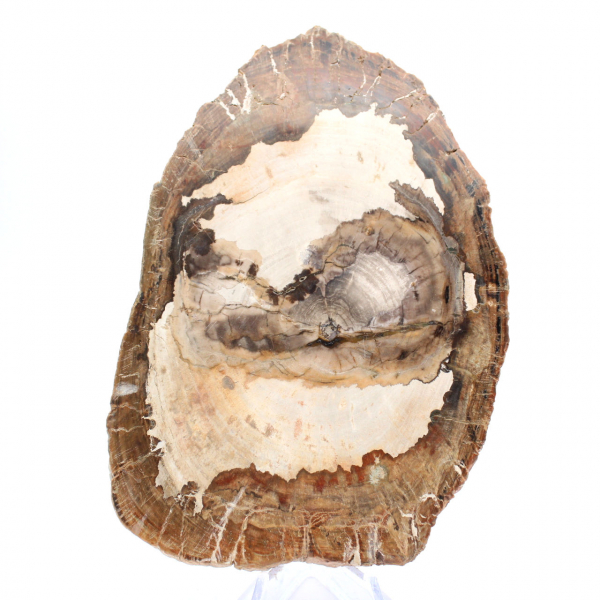 Polerad fossil träskiva, karaktärsdekoration, Madagaskar