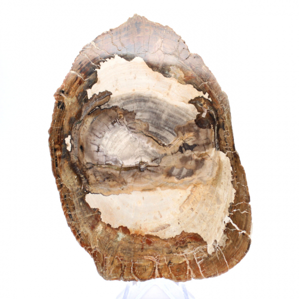 Polerad fossil träskiva, karaktärsdekoration, Madagaskar