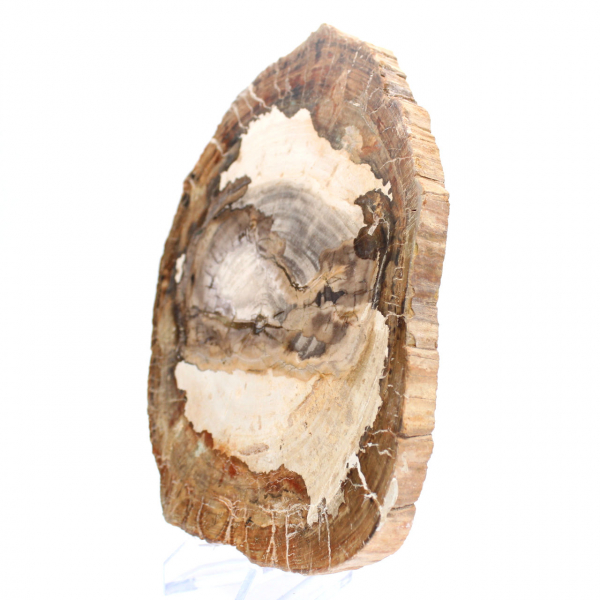 Polerad fossil träskiva, karaktärsdekoration, Madagaskar