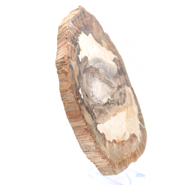 Polerad fossil träskiva, karaktärsdekoration, Madagaskar