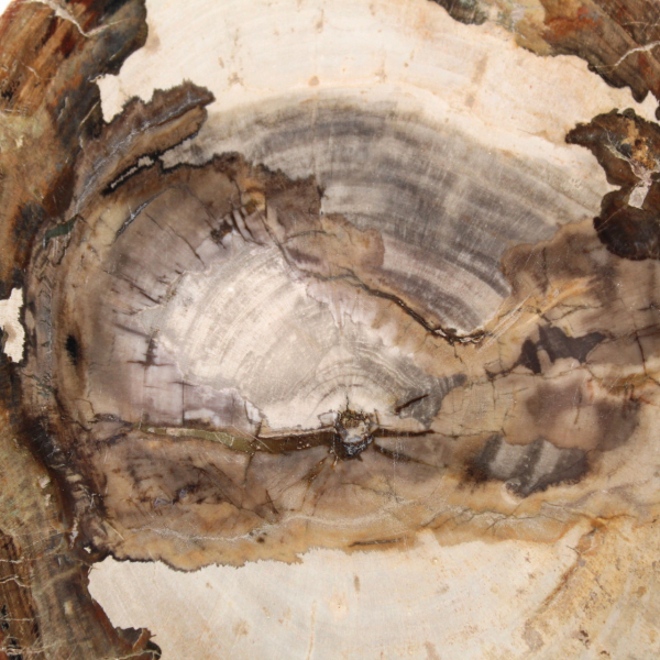 Polerad fossil träskiva, karaktärsdekoration, Madagaskar