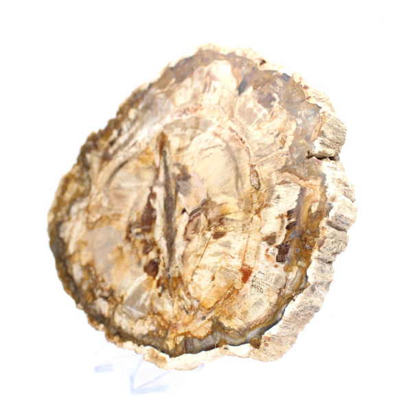 Stor skiva av polerat förstenat trä, massivt fossilt samlarobjekt, Madagaskar Stor skiva av polerat förstenat trä, massivt fossilt samlarobjekt, Madagaskar