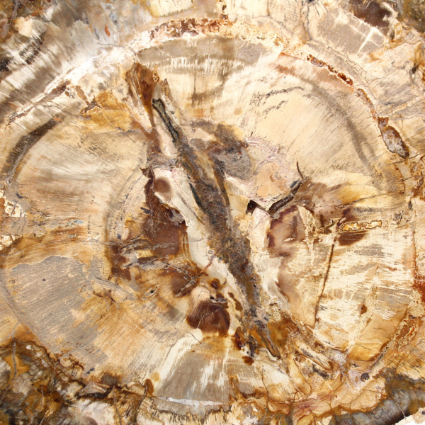 Stor skiva av polerat förstenat trä, massivt fossilt samlarobjekt, Madagaskar Stor skiva av polerat förstenat trä, massivt fossilt samlarobjekt, Madagaskar