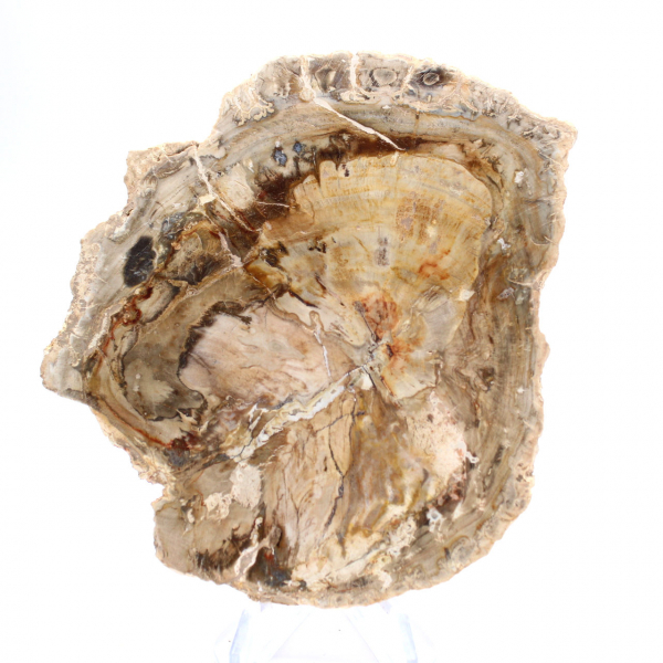 Liten polerad förstenad träprydnad, fossil bit av historia, Madagaskar Liten polerad förstenad träprydnad, fossil bit av historia, Madagaskar