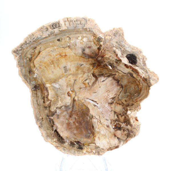 Liten polerad förstenad träprydnad, fossil bit av historia, Madagaskar Liten polerad förstenad träprydnad, fossil bit av historia, Madagaskar