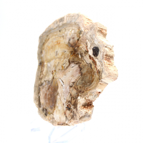 Liten polerad förstenad träprydnad, fossil bit av historia, Madagaskar Liten polerad förstenad träprydnad, fossil bit av historia, Madagaskar