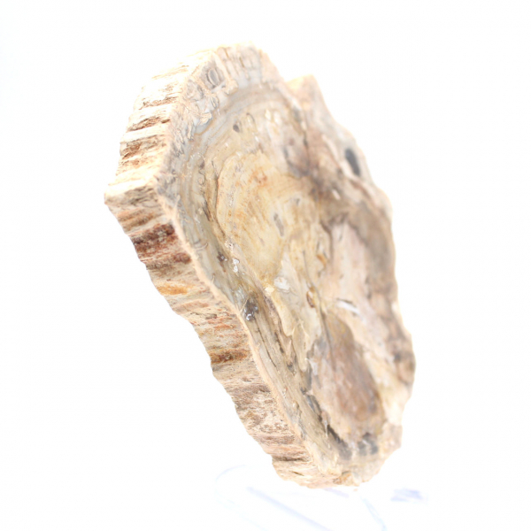 Liten polerad förstenad träprydnad, fossil bit av historia, Madagaskar Liten polerad förstenad träprydnad, fossil bit av historia, Madagaskar