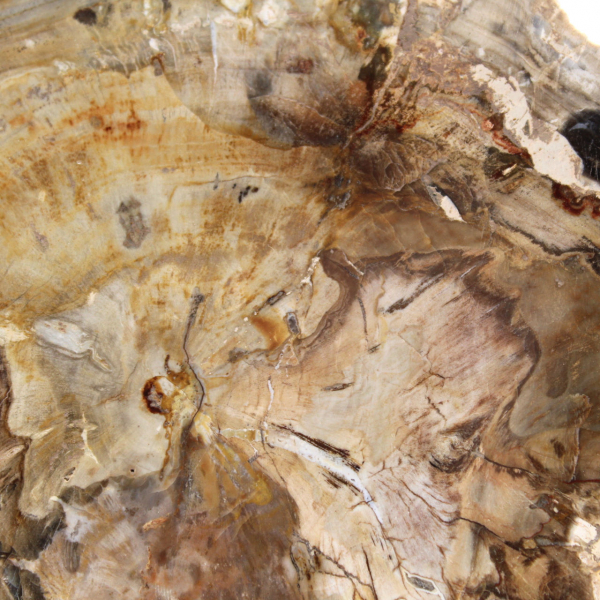 Liten polerad förstenad träprydnad, fossil bit av historia, Madagaskar Liten polerad förstenad träprydnad, fossil bit av historia, Madagaskar