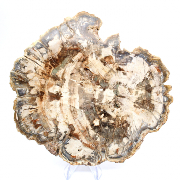 Förstenat träfossil, polerad skiva för samling, Madagaskar Förstenat träfossil, polerad skiva för samling, Madagaskar