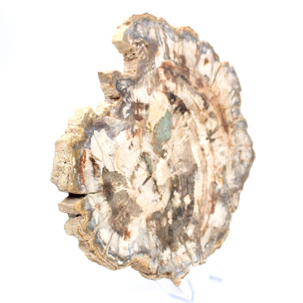 Förstenat träfossil, polerad skiva för samling, Madagaskar Förstenat träfossil, polerad skiva för samling, Madagaskar