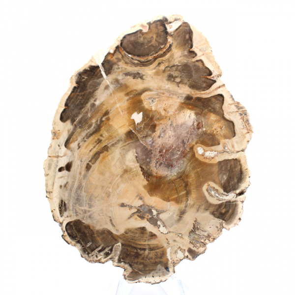 Polerad fossil träskiva, dekorativt exemplar, från Madagaskar Polerad fossil träskiva, dekorativt exemplar, från Madagaskar
