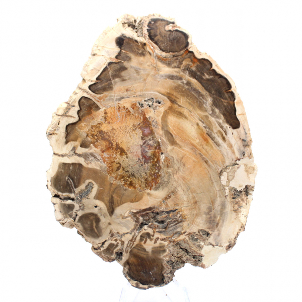 Polerad fossil träskiva, dekorativt exemplar, från Madagaskar Polerad fossil träskiva, dekorativt exemplar, från Madagaskar
