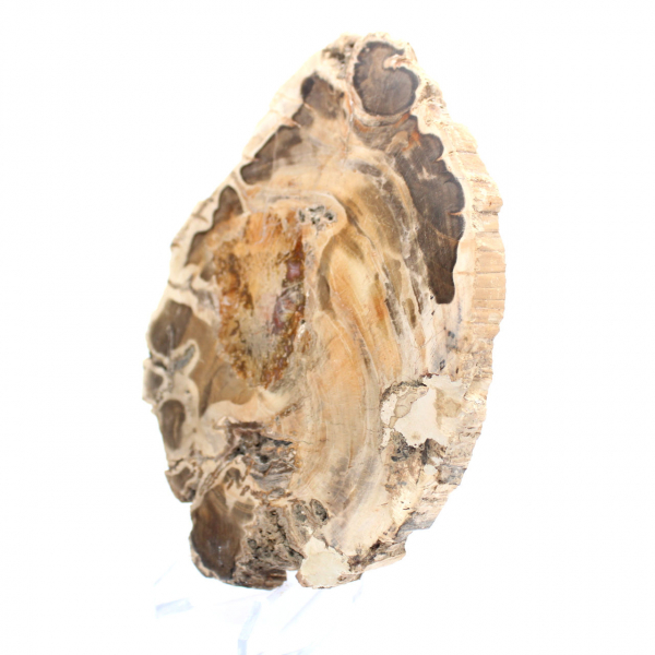 Polerad fossil träskiva, dekorativt exemplar, från Madagaskar Polerad fossil träskiva, dekorativt exemplar, från Madagaskar
