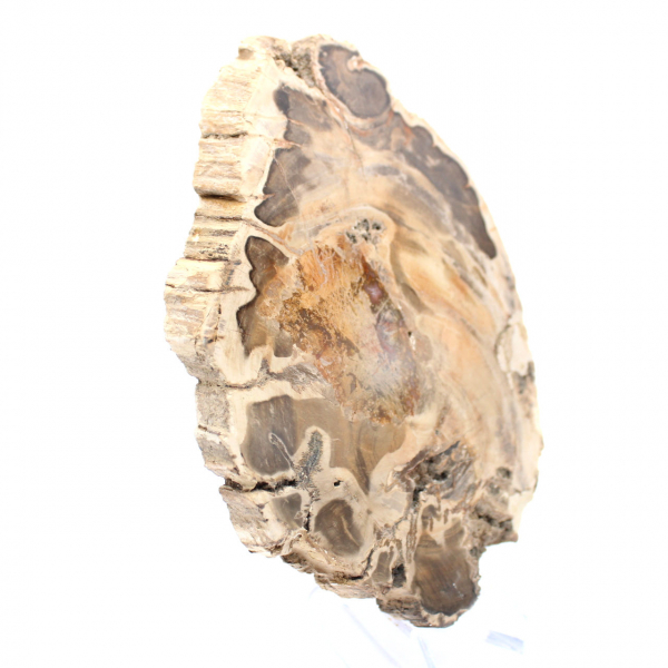 Polerad fossil träskiva, dekorativt exemplar, från Madagaskar Polerad fossil träskiva, dekorativt exemplar, från Madagaskar