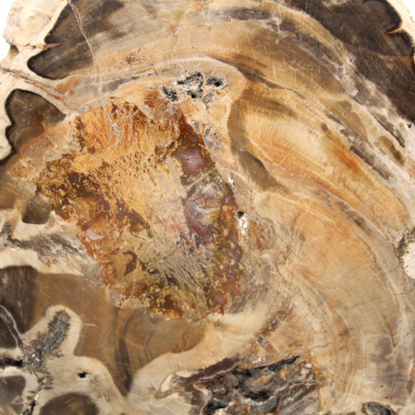 Polerad fossil träskiva, dekorativt exemplar, från Madagaskar Polerad fossil träskiva, dekorativt exemplar, från Madagaskar